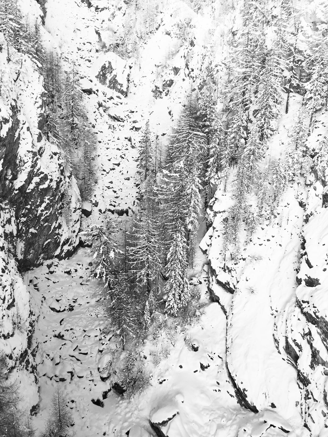 Zermatt Trees - Fine Art Print